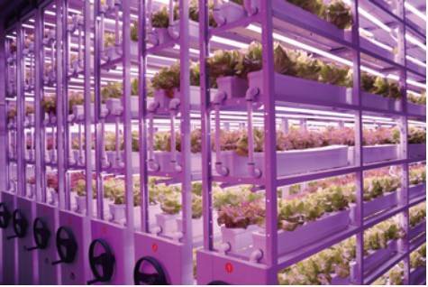 Customized indoor agriculture system from LumiAgro Engineering
